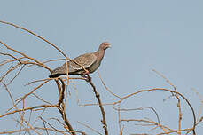 Pigeon picazuro