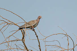 Picazuro Pigeon