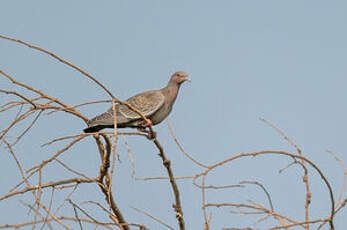 Pigeon picazuro