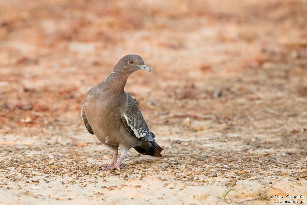 Pigeon picazuro