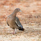 Pigeon picazuro