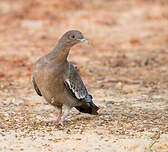 Pigeon picazuro