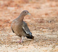 Picazuro Pigeon