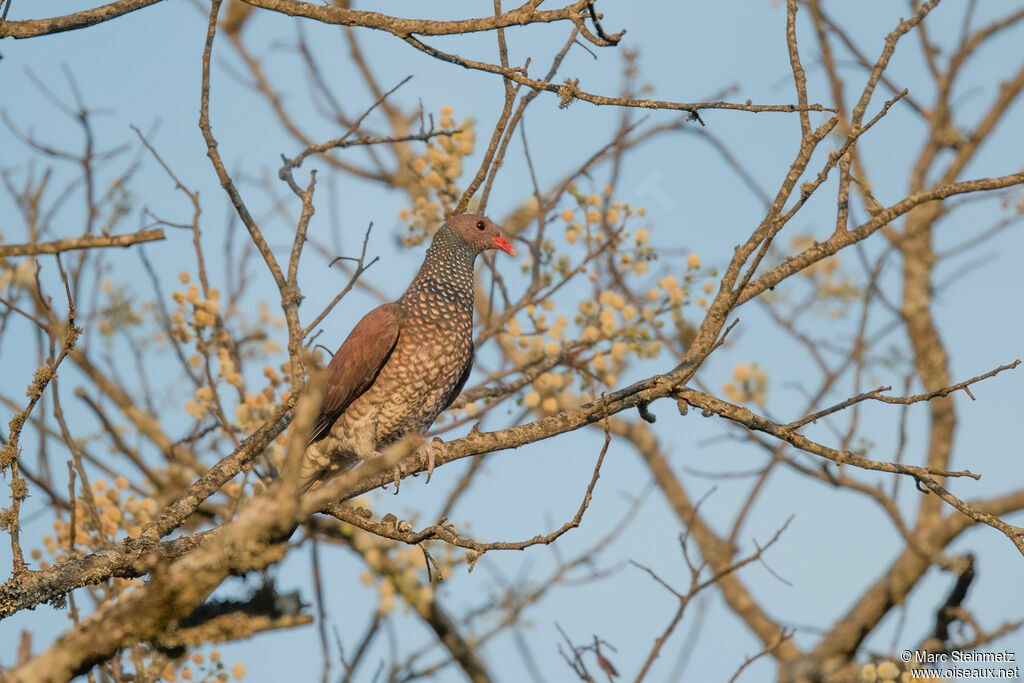 Scaled Pigeon