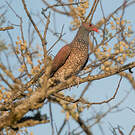 Pigeon ramiret