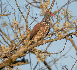 Pigeon ramiret