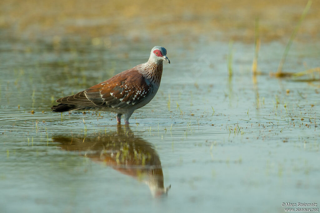 Pigeon roussard