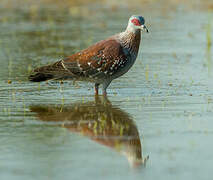 Speckled Pigeon