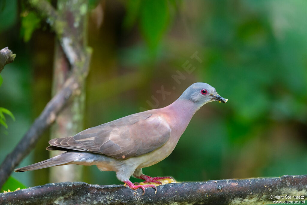 Pigeon rousset