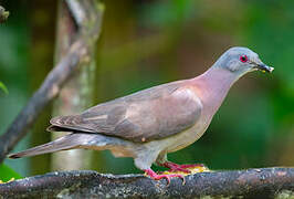 Pigeon rousset