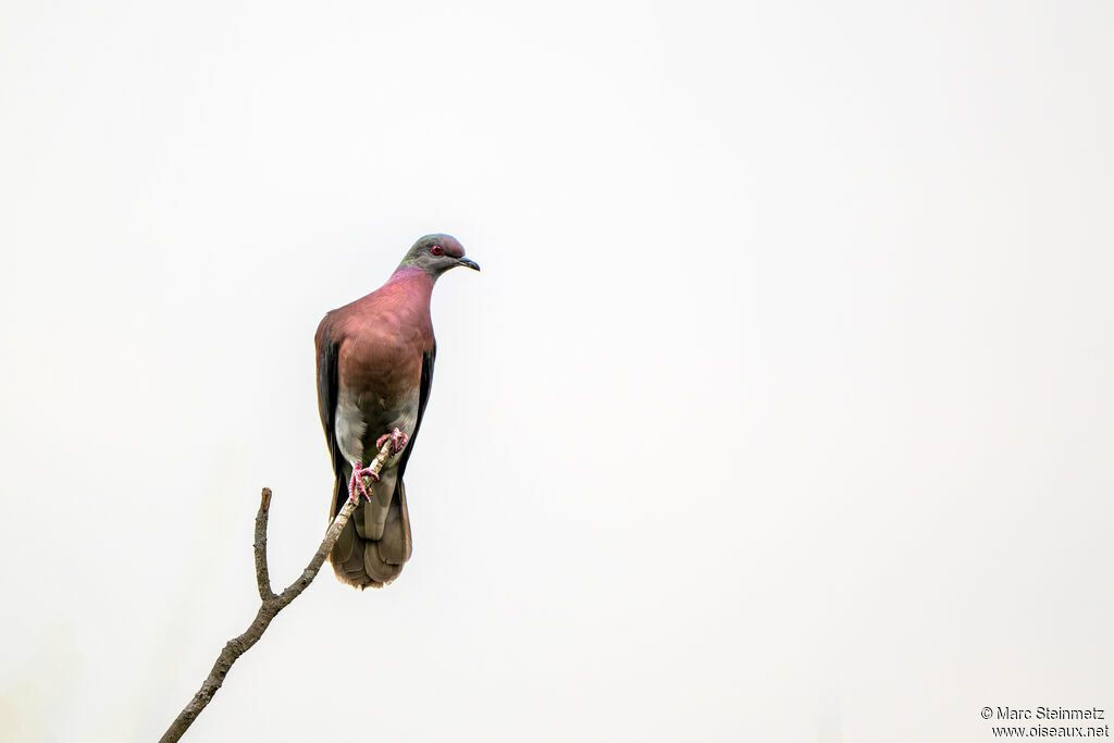 Pigeon rousset