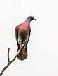 Pigeon rousset