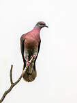 Pigeon rousset