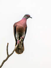 Pigeon rousset