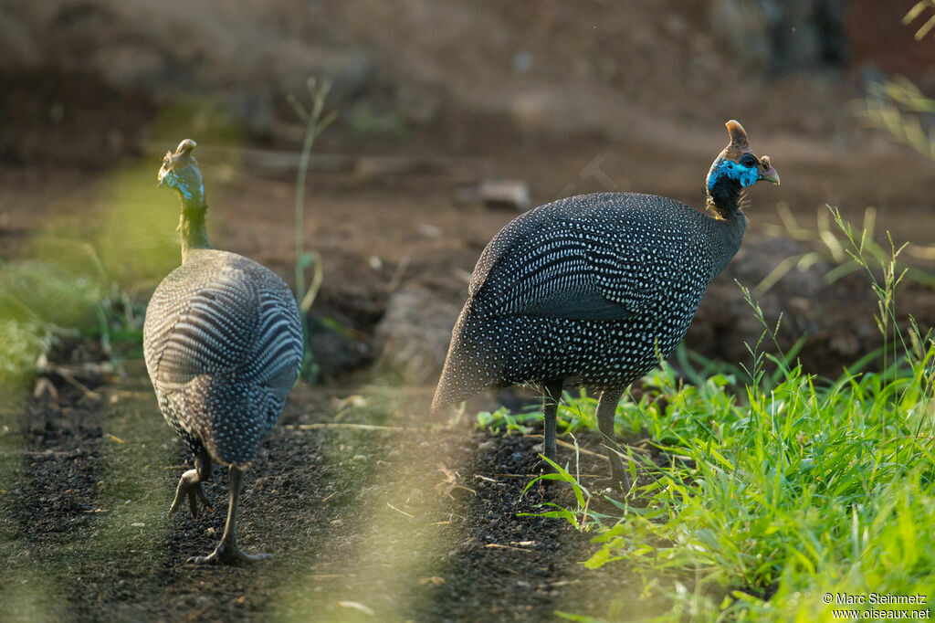 Helmeted Guineafowl