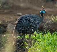 Helmeted Guineafowl