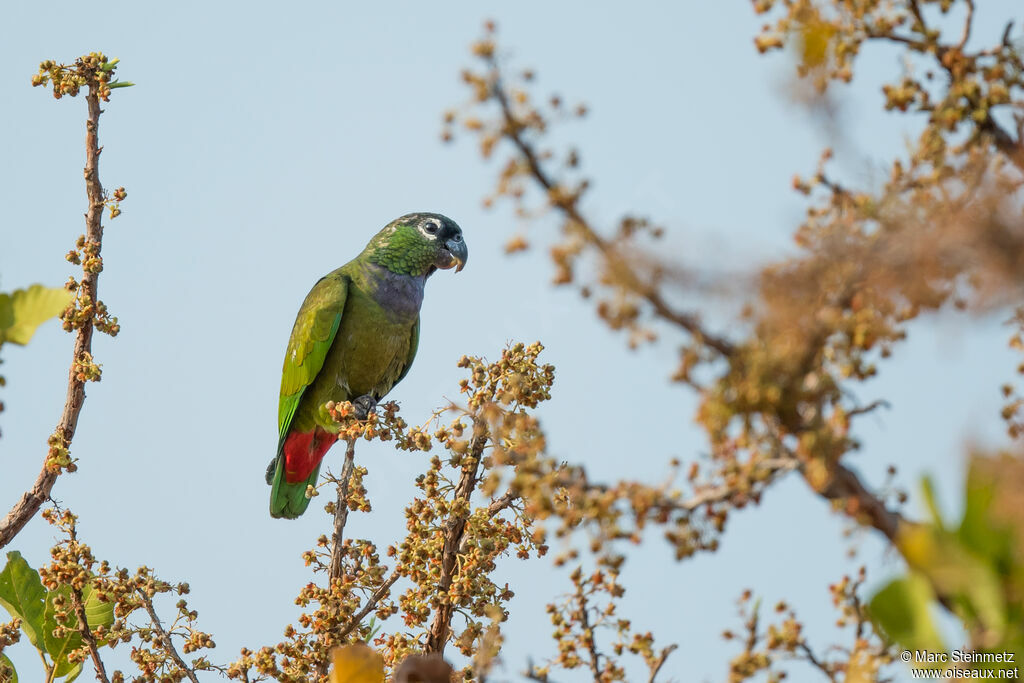 Scaly-headed Parrot