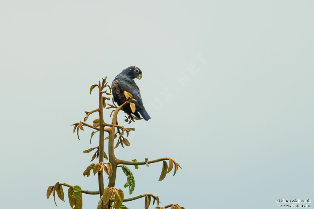 Bronze-winged Parrot