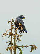 Bronze-winged Parrot