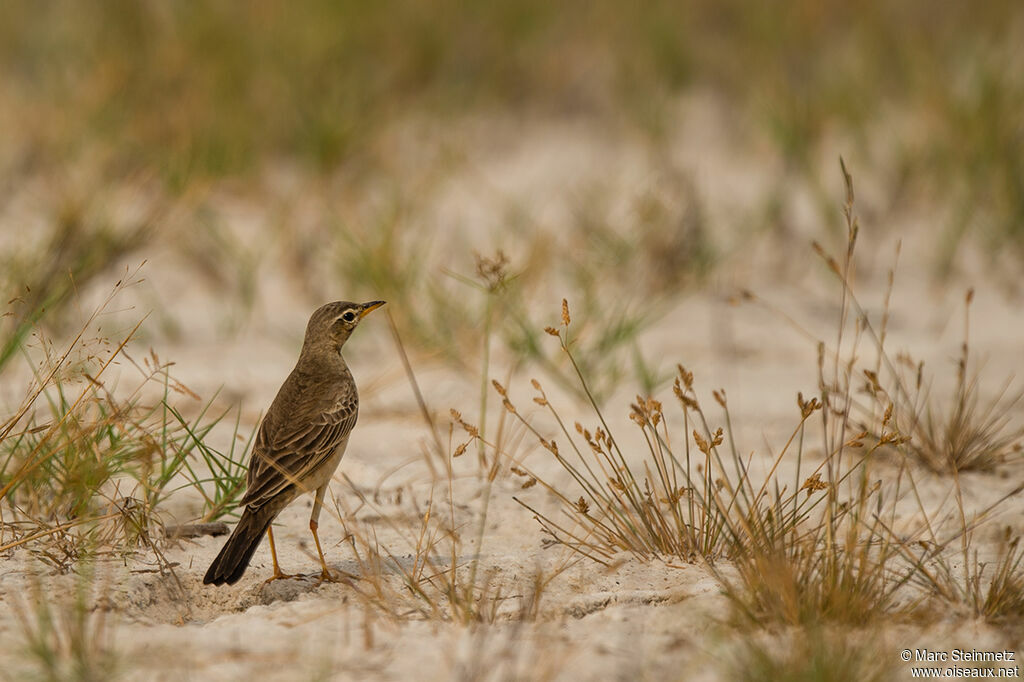 Pipit à dos uni