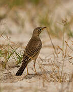 Plain-backed Pipit