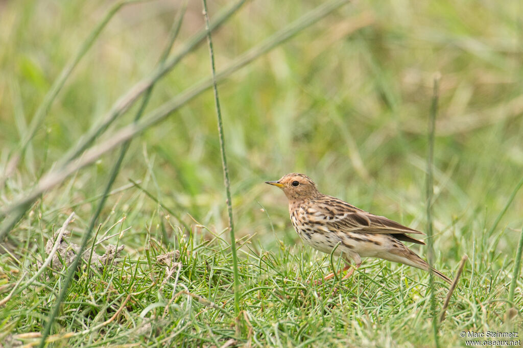 Red-throated Pipit