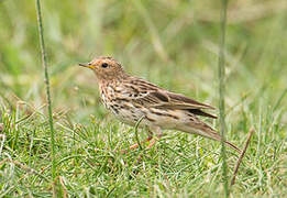 Red-throated Pipit