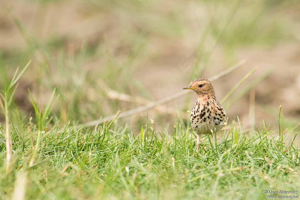 Red-throated Pipit