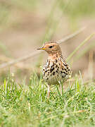 Red-throated Pipit