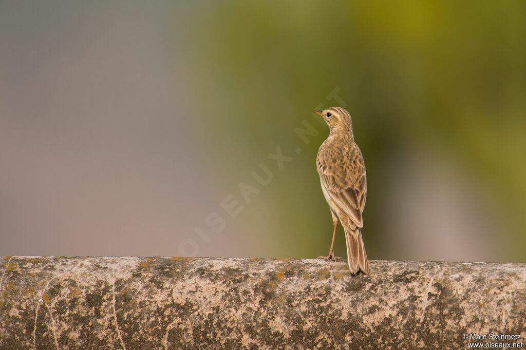 Pipit africain