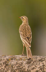 Pipit africain