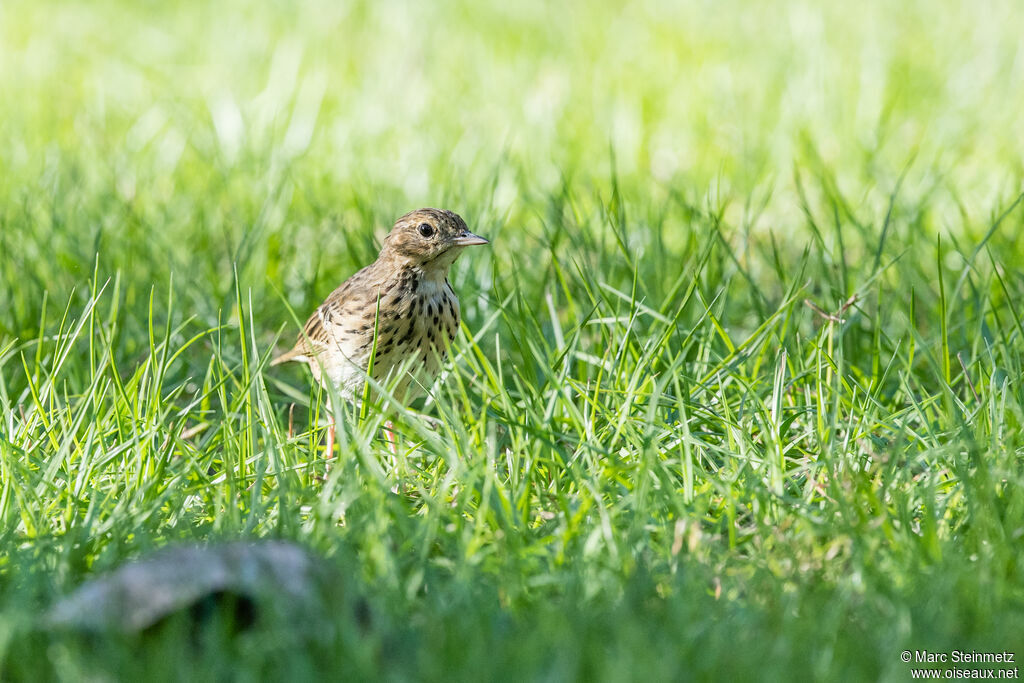 Tree Pipit