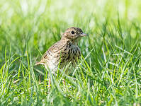 Pipit des arbres