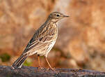 Pipit farlouse