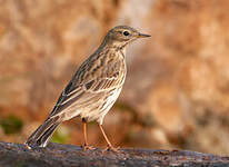 Pipit farlouse
