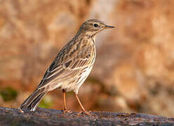 Pipit farlouse