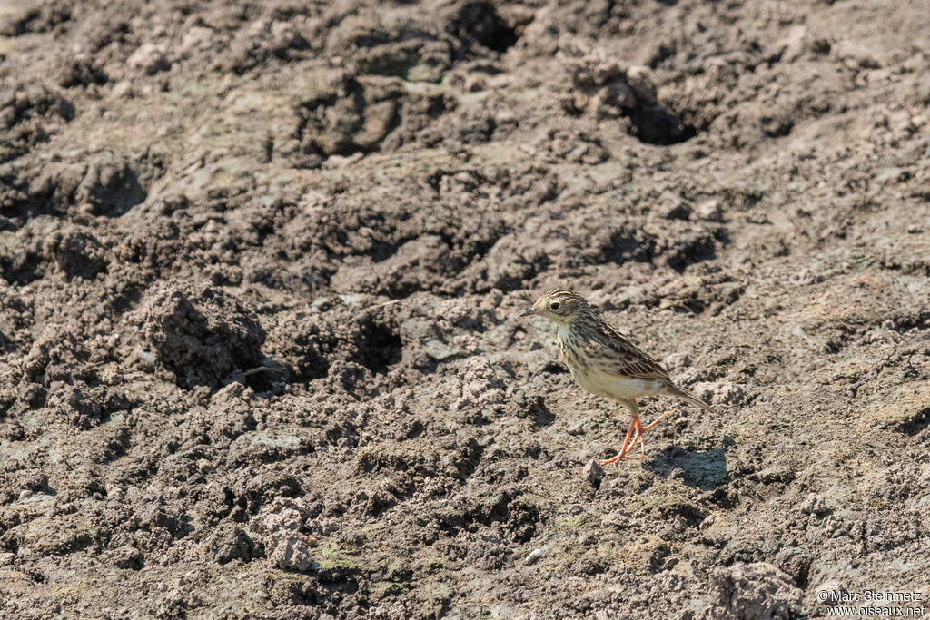 Yellowish Pipit