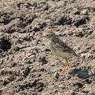 Pipit jaunâtre