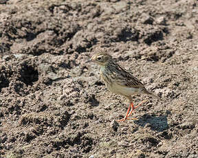 Pipit jaunâtre