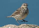 Pipit maritime