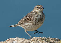 Pipit maritime