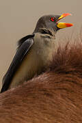 Yellow-billed Oxpecker