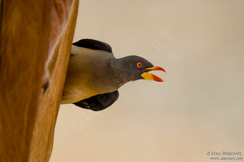 Yellow-billed Oxpecker