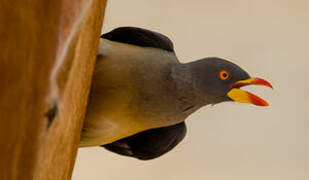 Yellow-billed Oxpecker