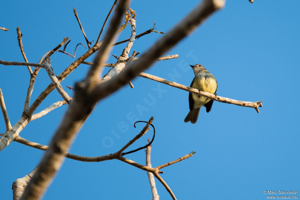 Yellow-olive Flatbill