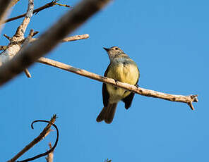 Platyrhynque jaune-olive