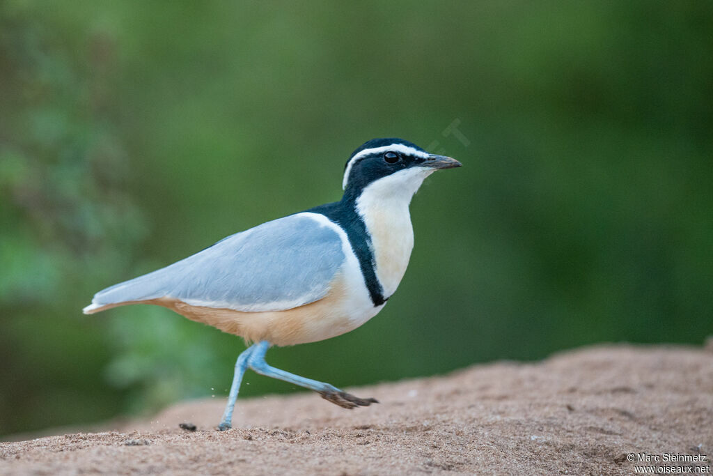 Egyptian Plover