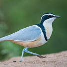 Pluvian fluviatile