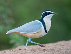 Egyptian Plover