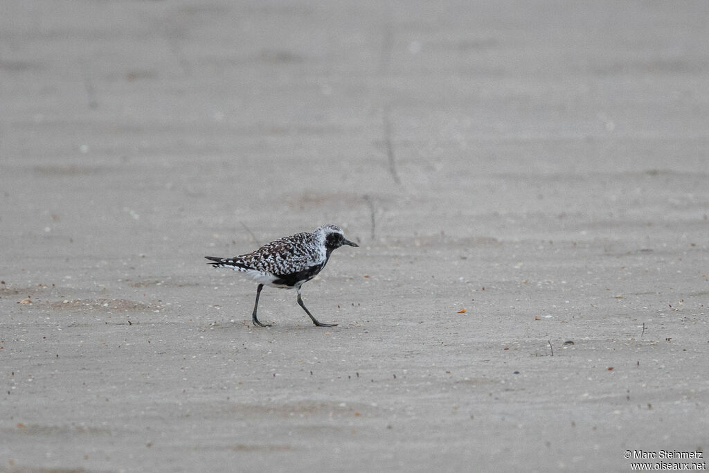 Grey Plover